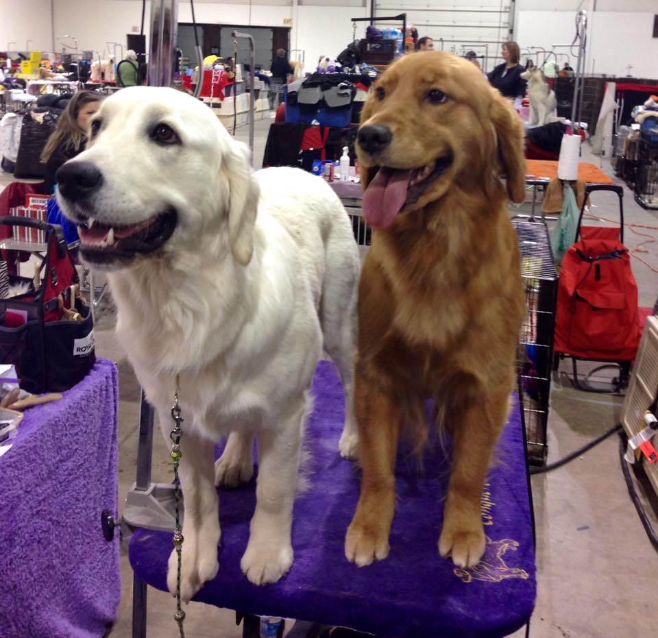 Two Champion Golden Retrievers, showing both ends of the colour spectrum. 