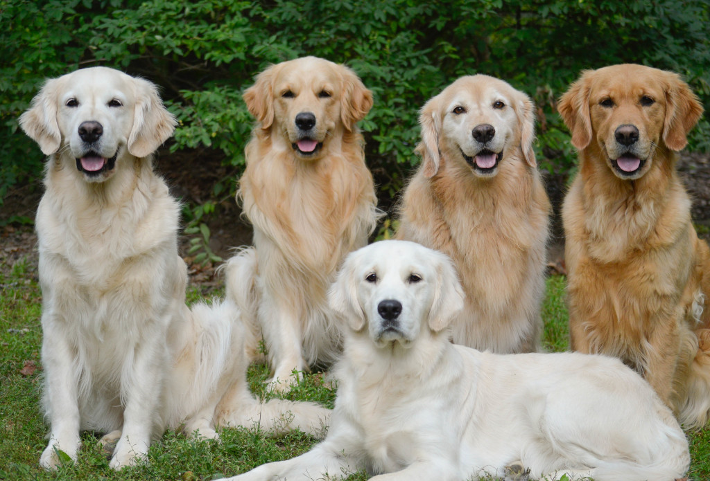 A group of Golden Retrievers all related, showing the various shades.
