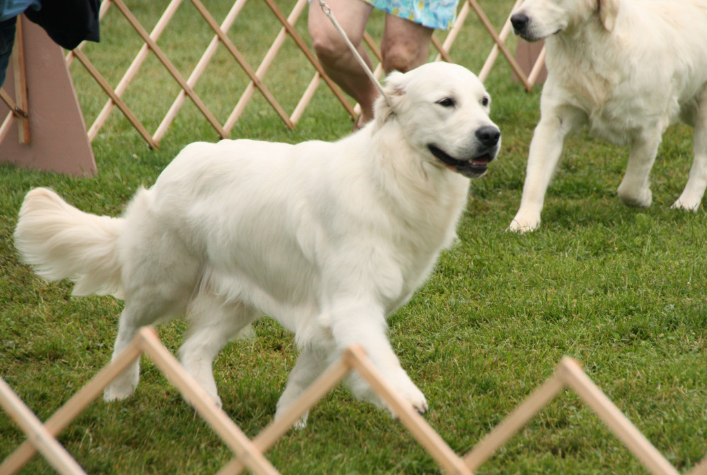 Light Gold can win in dog shows just as much as their darker relatives. 